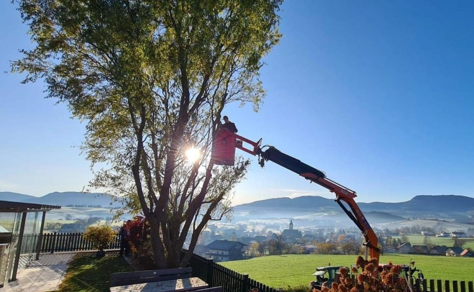 Baumrückschnitt mit Arbeitskorb bei schönem Wetter